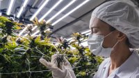 Испания одобри употребата на канабис за медицински цели