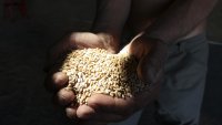 Руската блокада може да остави 20% от украинските земи незасети