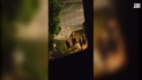 Жителите в Банско: Младежите прескачали огради и се държали арогантно