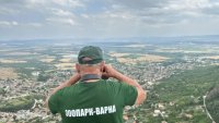 Гореща следа: Проверяват братя с прякора Лъвчетата заради избягалата пантера