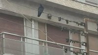 Врана нападна и рани трима в Солун ВИДЕО