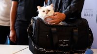 Котката на Карл Лагерфелд, Шупет, се оказа бедна 