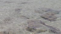 11 мъртви риби в река Черна, взеха проби от водата