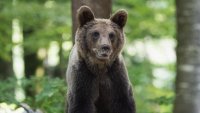 Мечка се разходи по улиците на Ловеч