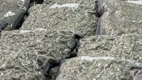 Двама задържани за наркотици във Видин, единият е на 18 години
