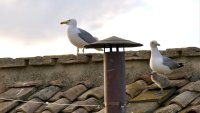 Гларуси откраднаха шоуто на покрива на Сикстинската капела