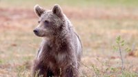 Мечка ухапа по гърба овчар във Фъгърашките планини в Румъния