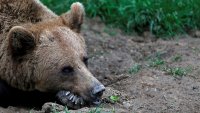 Словенец прогони връхлитаща го мечка, имитирайки мечешки рев