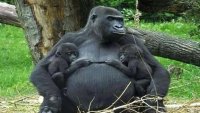 Голяма рядкост: Горила роди близнаци в природен парк в Конго