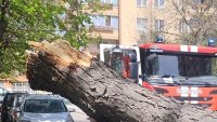 Дърво падна върху автомобил в "Красна поляна"