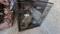 Шокираща находка в ресторант в София: Крокодили, еноти и игуана се отглеждат незаконно