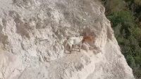 Спасиха полудива коза след 25 дни без вода в скалите край Балчик