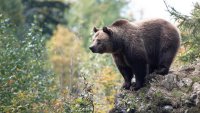 Обхождат района около хижа "Рудничар" на Витоша заради нападението от мечка