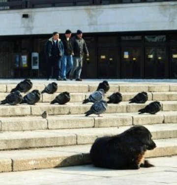 Забраниха използването на улични котки и кучета за опити