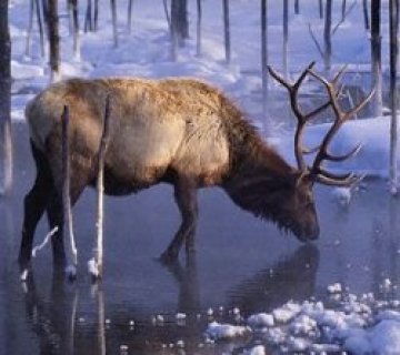 Опърничав лос блокира летище в Норвегия