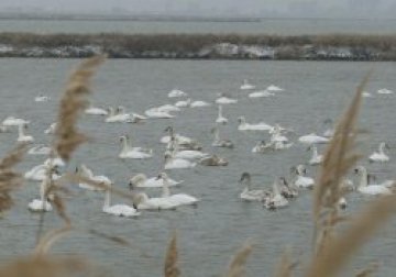 Птичият грип настъпва към ЕС