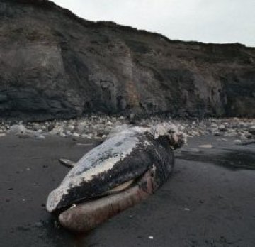 Мъртъв кит изплува край бреговете на Белгия