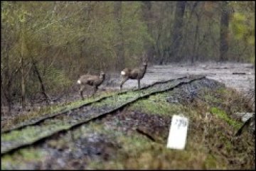 Кръвожаден елен напада хора във Виена