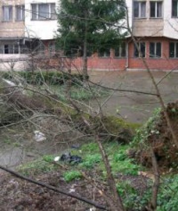 Паднало дърво едва не уби дете във Варна