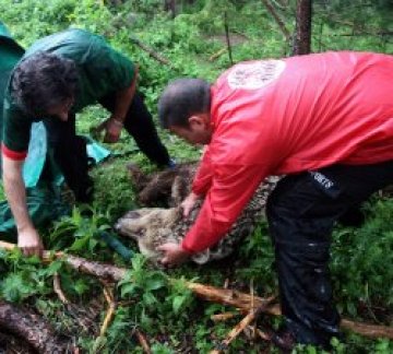 Намериха мъртва мечка в Централен Балкан