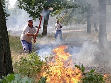 &quot;Зелена България&quot;: Горите ни се унищожават безогледно