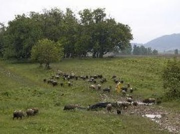 Вълче поле под карантина, изследват хора за бруцелоза