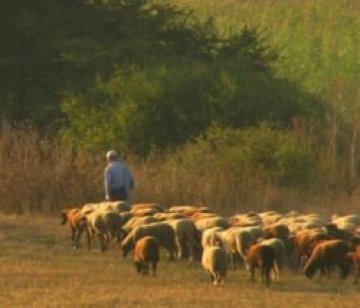 Бруцелозата плъпна из Вълче поле, нови трима са заразени