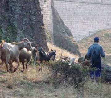 Откриха бруцелоза и в Харманли