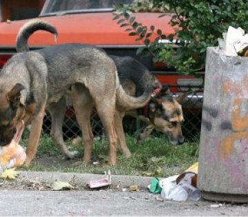 Помияри в тонове боклук. ЕС столица? Глупости. Снимка: БГНЕС