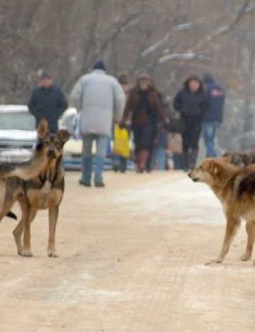 България – ледена пързалка