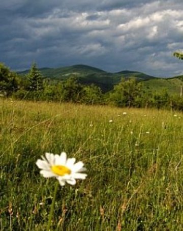 Депресията води до загуба на обоняние