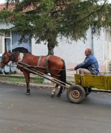 Белезници за каруцар - карал пиян