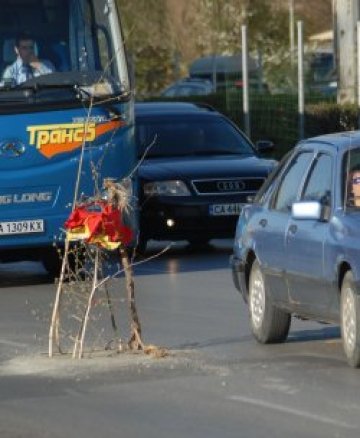 Дръвче &quot;поникна&quot; на бул. &quot;Ситняково&quot;