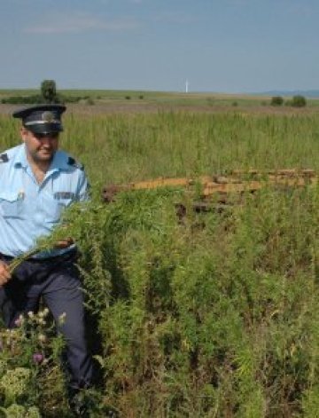 Голям урожай ожънаха ченгета в Благоевградско