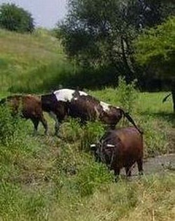 Мъж застреля &quot;белгийска&quot; крава, нападнала го