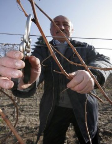 Зарязваме лози, пием вино и почитаме свети Трифон