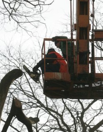 Огромно дърво се стовари на варненска улица, по чудо няма ранени