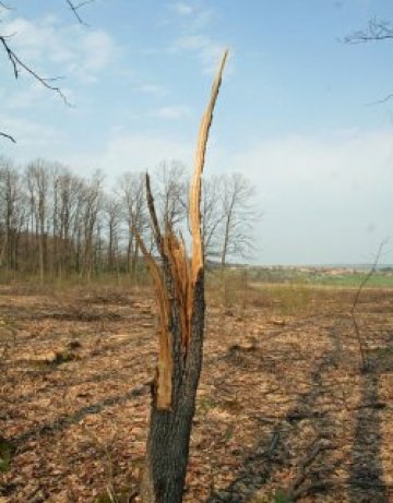 Българската въртележка със заменките