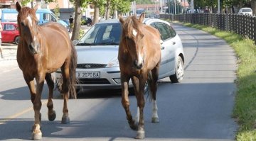 Две конски сили на пътя