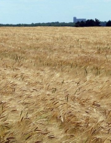 Пожари унищожиха пшеница край Балчик