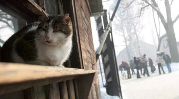 В Холивуд снимат филм за котка, предсказваща смърт