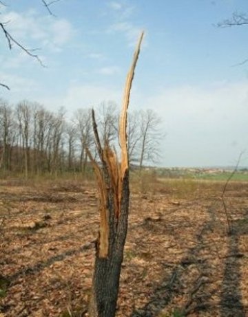 Хванаха опустошители на гората в резервата Купена