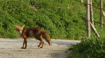 Със самолети ваксинират лисиците срещу бяс