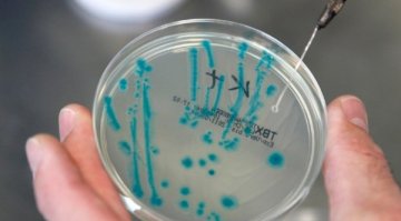 Заразата с E.coli дошла със семена от бобови растения от Египет