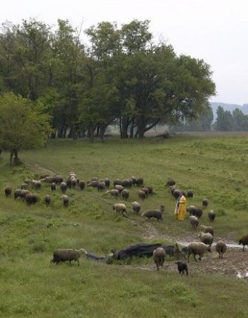 Глутница вълци удуши 40 овце в ямболско село