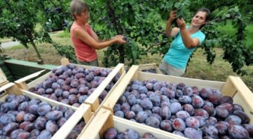 Отново връщаме пари по САПАРД