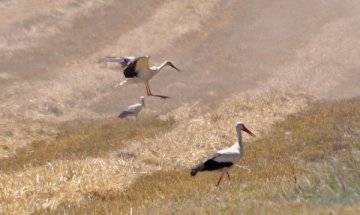 Български производители искат да станат гърци