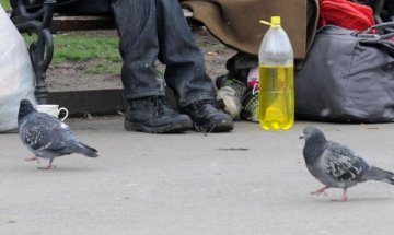 Гълъби пренасят смъртоносна пневмония