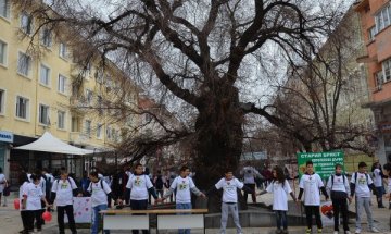 Сливенската митрополия подкрепи Стария бряст за "Европейско дърво на годината" 