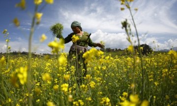 Арника – помага ни при болни стави